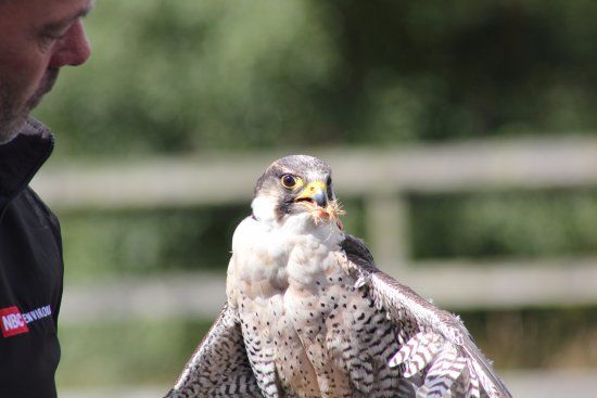 Phoenix Falconry