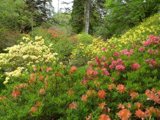 Crarae Garden Argyll