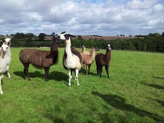 Catanger Llamas