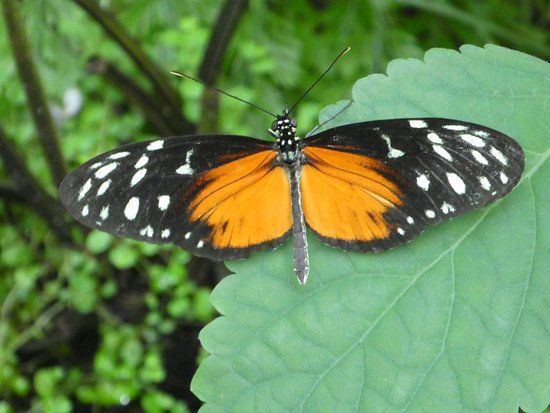 Seaforde Tropical Butterfly House