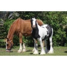 Bransby Horses