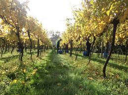 Setley Ridge Vineyard