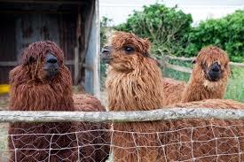 Alpaca Trekking