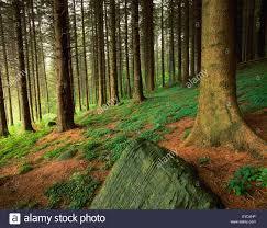 Rostrevor Forest