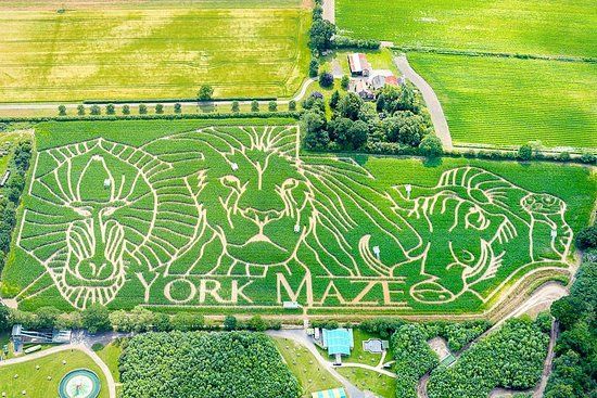 York Maze