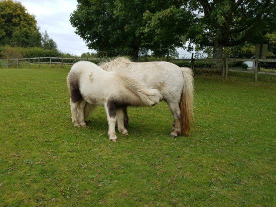 The Miniature Pony Centre