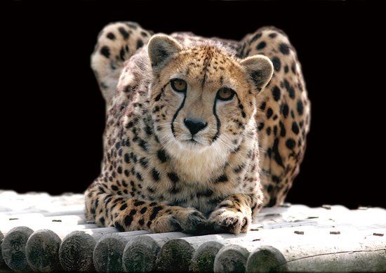 Exmoor Zoo