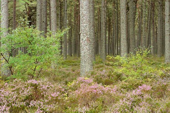 Loch Fleet National Nature Reserve